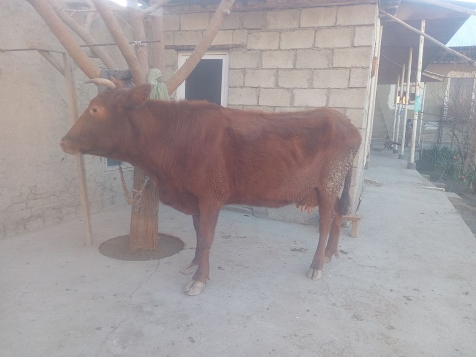 Yakka sigir sotiladi 6 litr  suti bor  2 qorin tuqqan