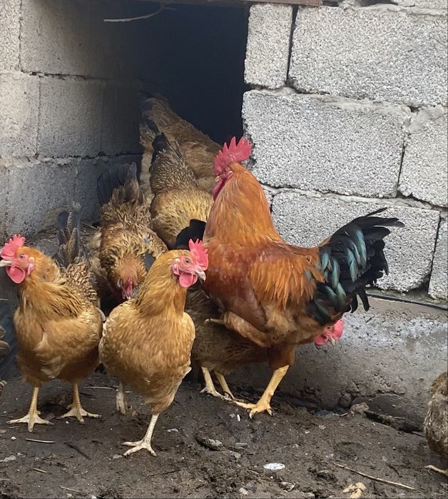 Яйца для инкубации,