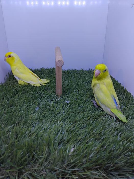 Papagali vrabie(forpus)