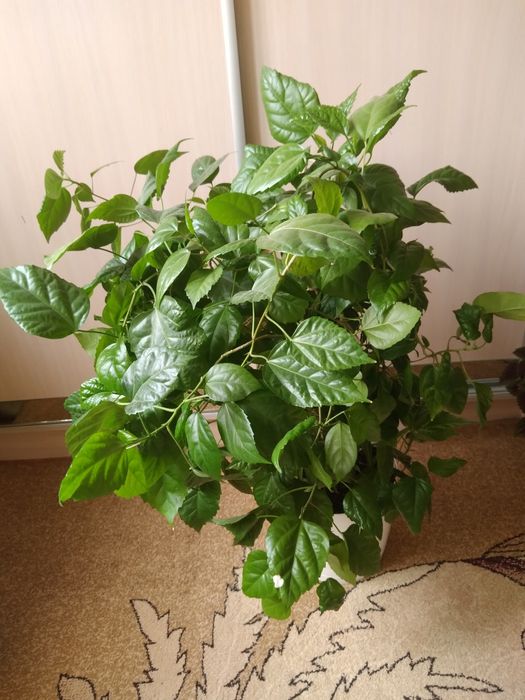 Продам цветы с доставкой