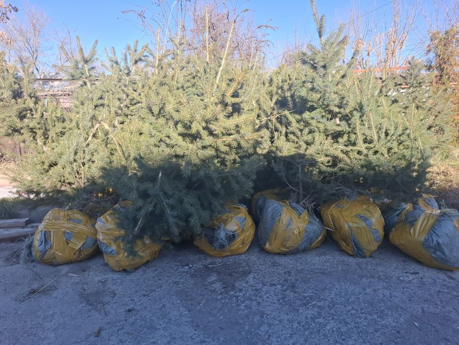 Ёлки 1.2 - 1.5 метра
