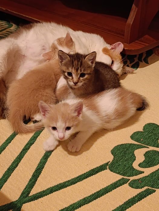 Отдам котят в добрые руки
