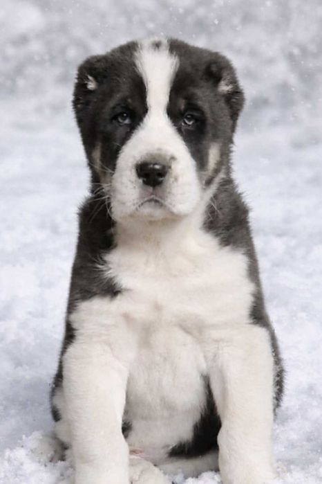 Продам шенков САО