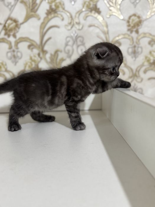 Продам породистых котят