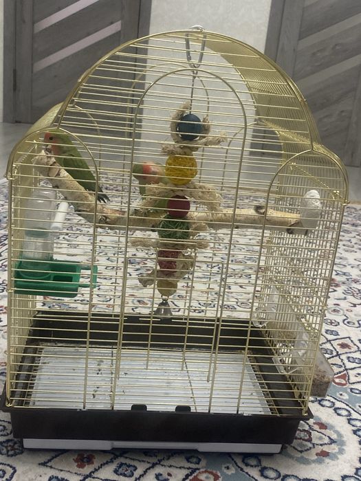 Продается попугай Неразлучники