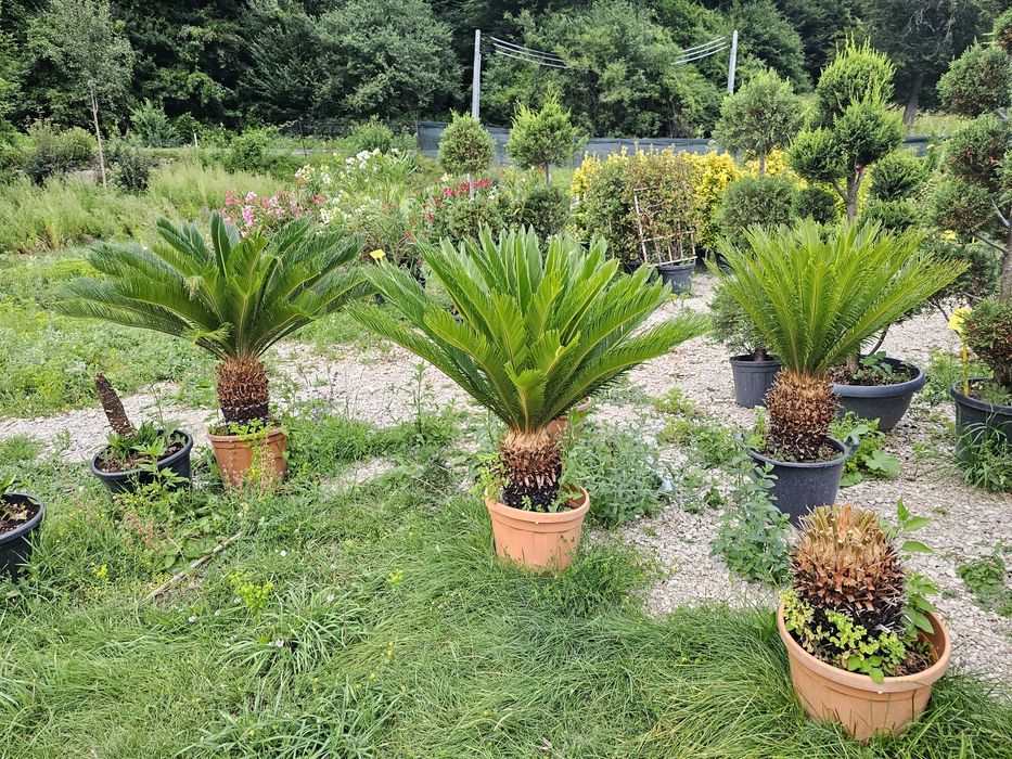 Cycas palmieri, plante exotice