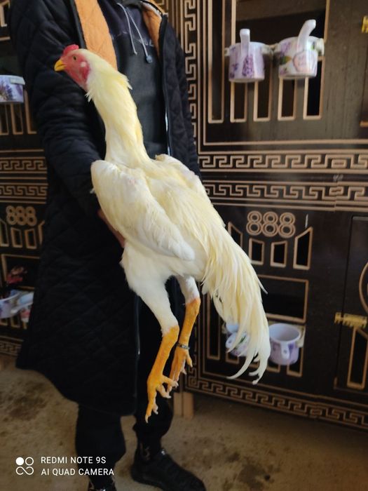 Pivonoy Nimitiski O shamo tuxum va joʻjalariga zakaz olamiz