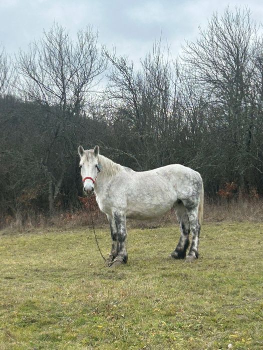 Vând iapă cu mânz
