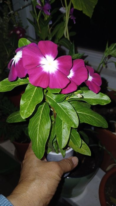 Комнатный цветок драцена молочай Миля оксалис сциндапсус