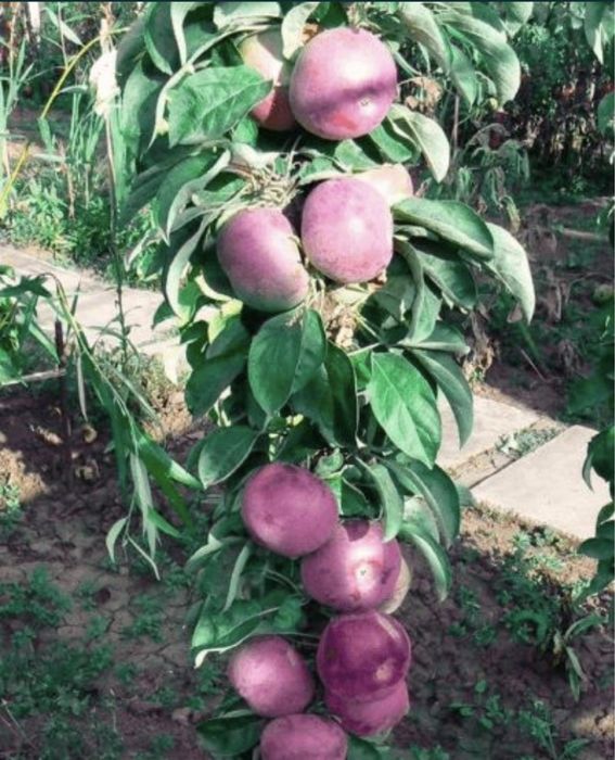 Pomi columnari altoiti