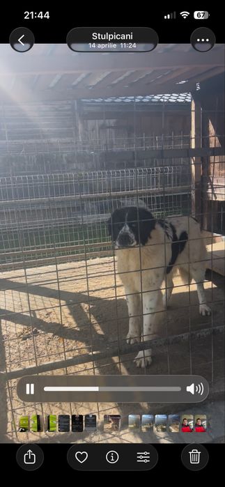 Femela ciobanesc de bucovina /caini