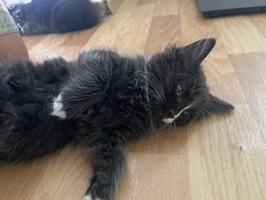 котёнок мальчику