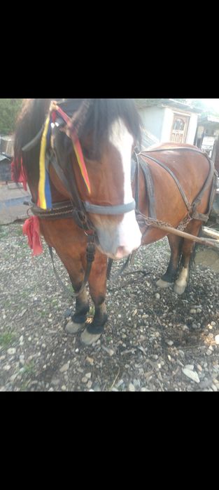 De vânzare cal castrat foarte bun de ham și cuminte se poate face orce lucru cu el prășit arăt merge singur la orce fara probleme nu are nici un defe