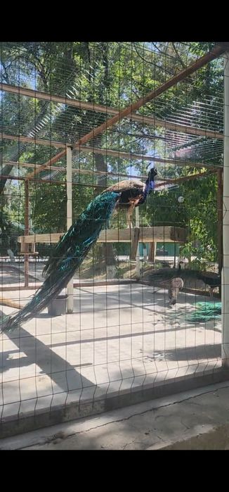 Tovuslar sotiladi 4 dona nar 2 dona moda.