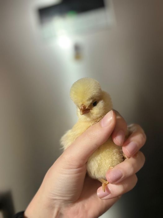 Ouă  pentru incubat paduana chamoise.