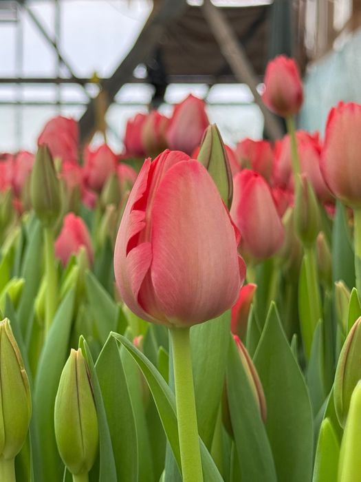 Тюльпаны оптом и в розницу