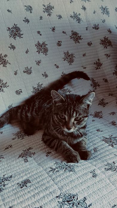 Продается кошка бесплатно