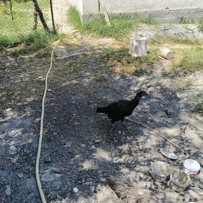 Дакан тауық сатылады