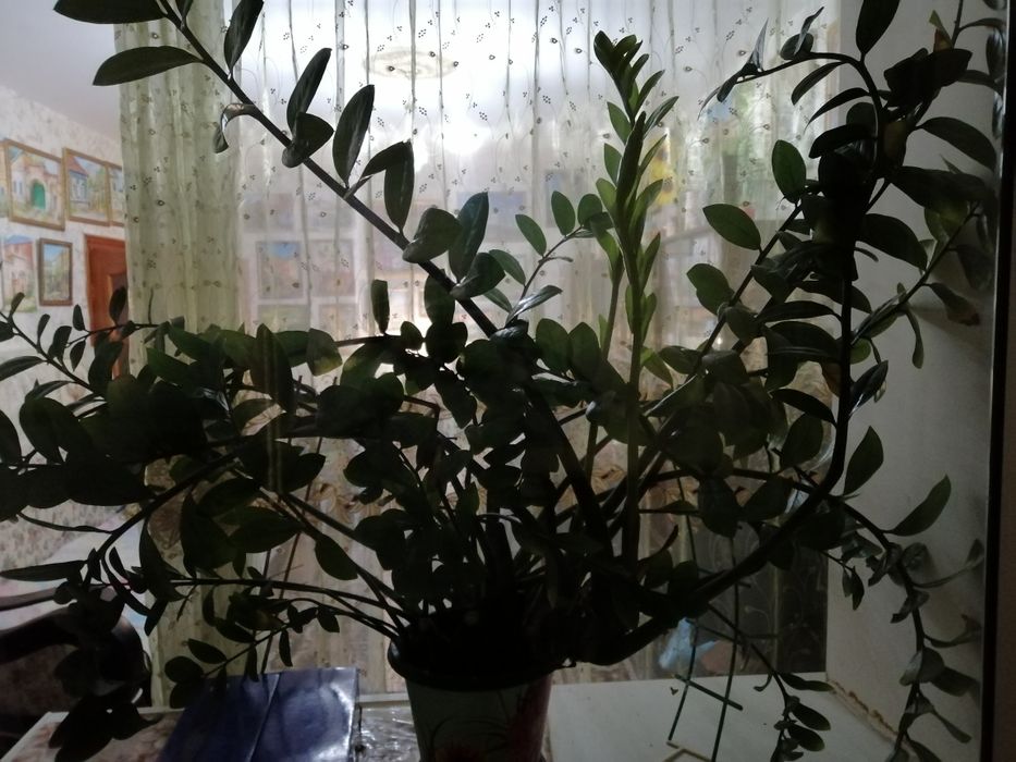 Продам доллоровое дерево