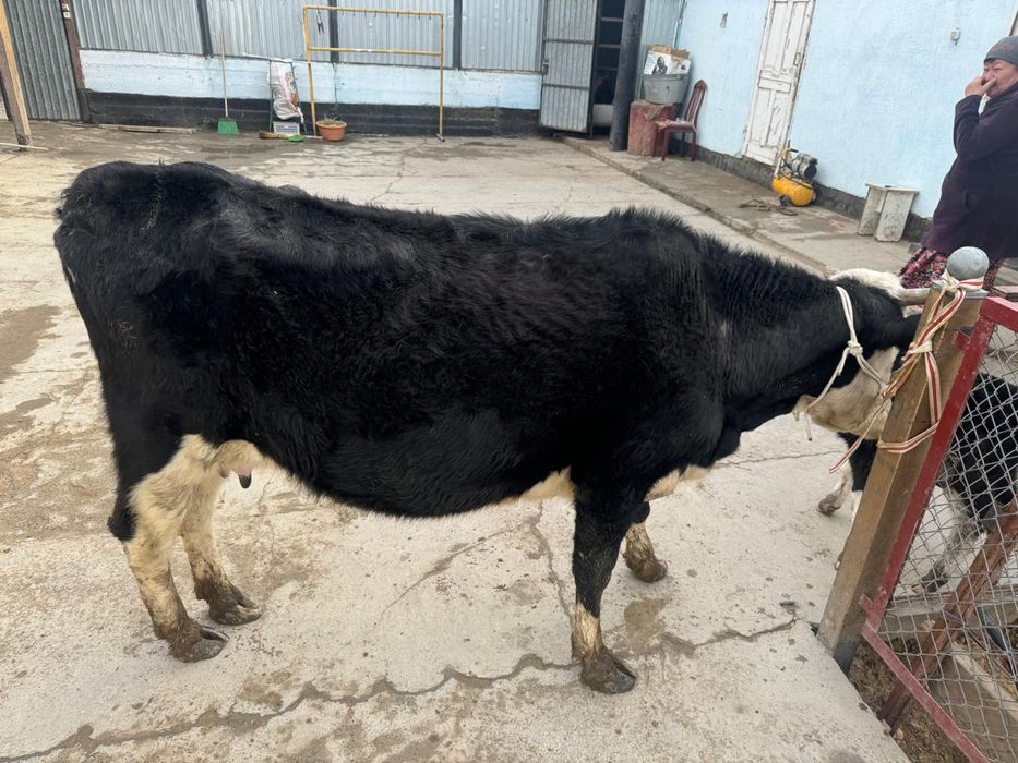 Қара қасқа Қашар бұзаулы