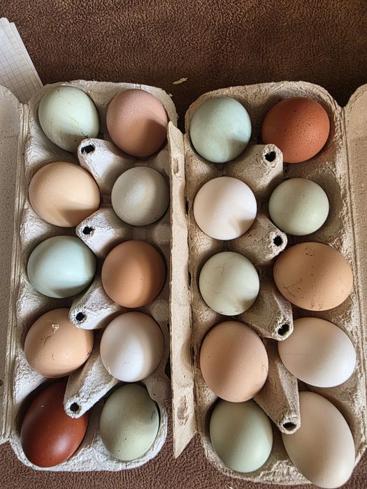Продам инкубационное яйцо из под кур разных пород.несут цветное яйцо