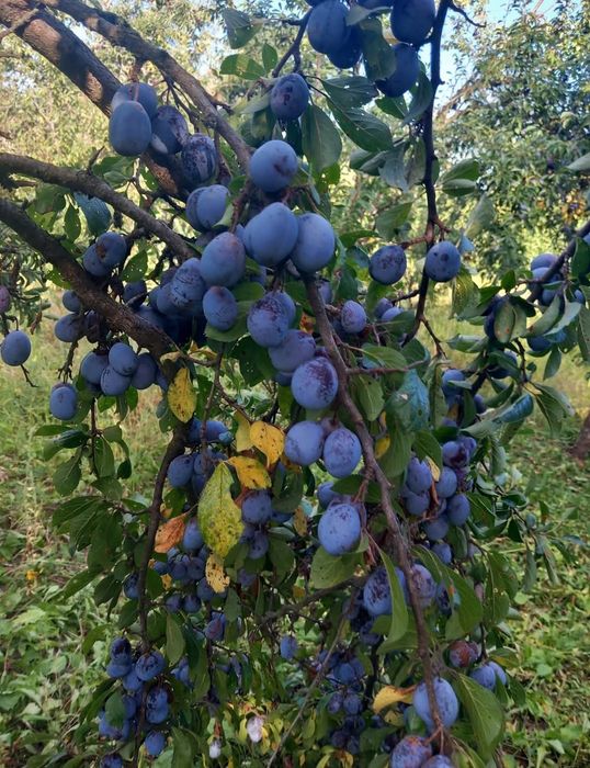 PRUNE de vanzare