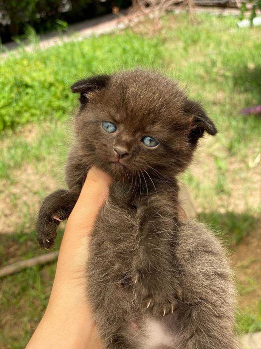 Mushuk. skotish fold jinsi õğil bola