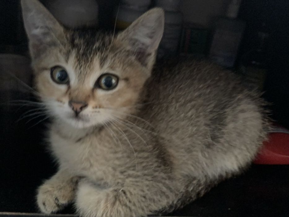 Отдам котят в хорошие руки