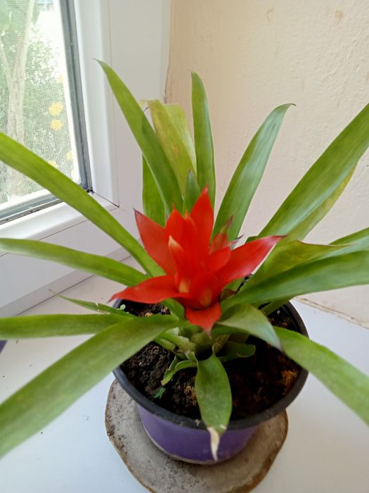 Домашние комнатные цветы