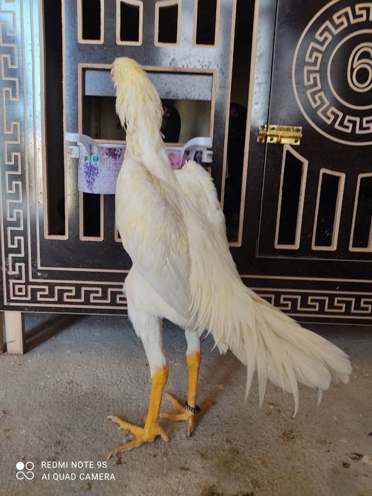 Pivonoy Nimitiski O shamo tuxum va joʻjalariga zakaz olamiz