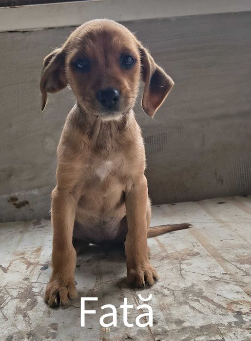 Spre adopție: 5 puiuți energici și iubitori (2 fetițe și 3 băieței)