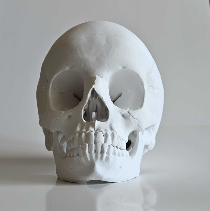 3D Принтиран анатомичен модел на череп