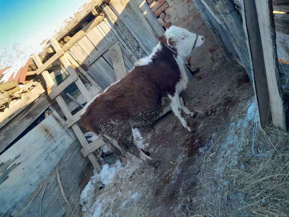 Откорм баспактар сатылады