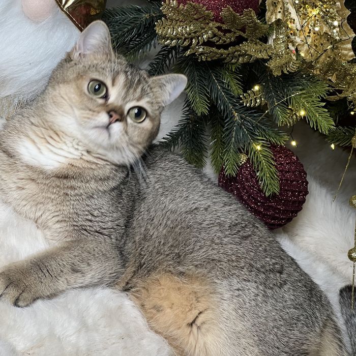 Девочка золотого окраса