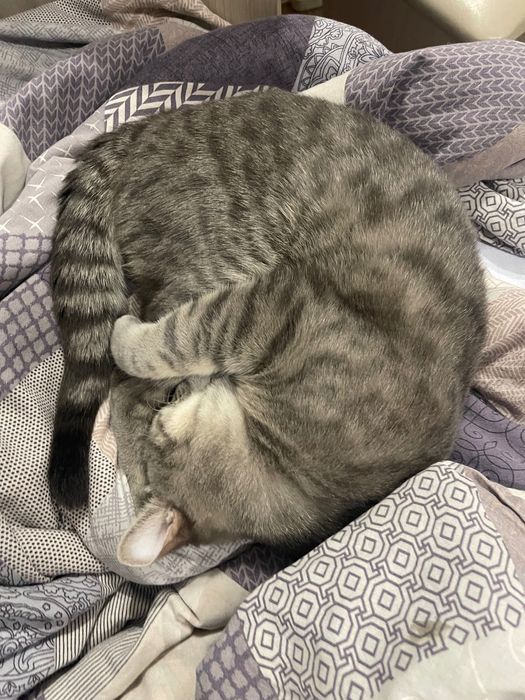 Британский кот в добрые руки