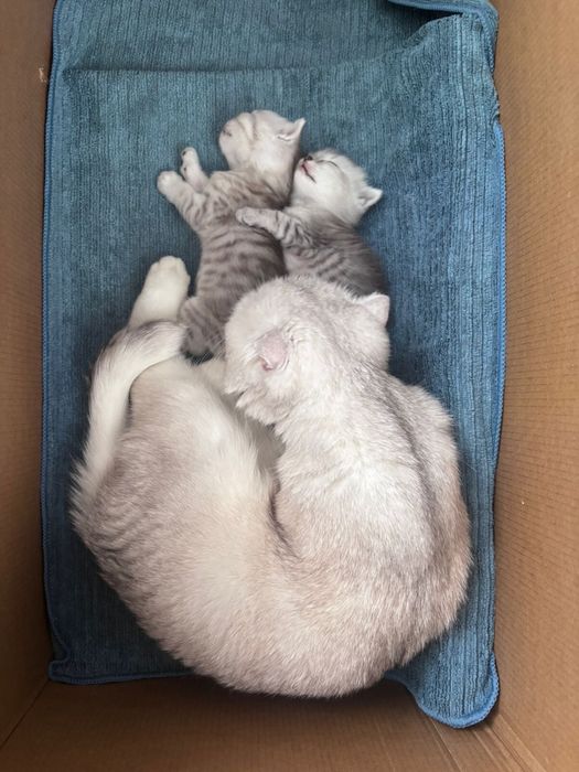 Продаются котята