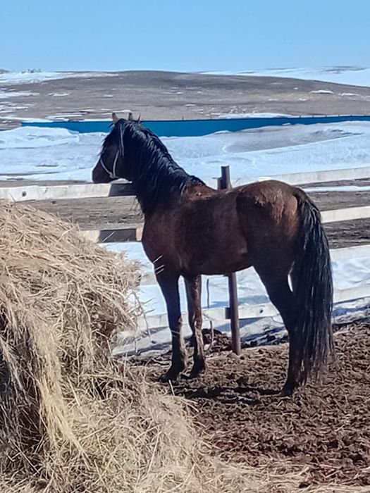 Жылқы обмен, жүйрік