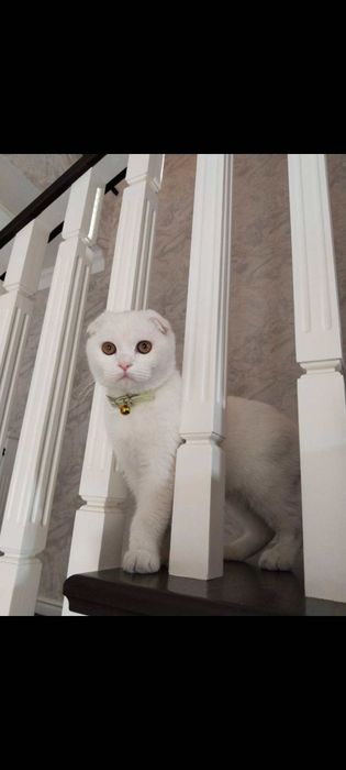 Продам кота имеется паспорт