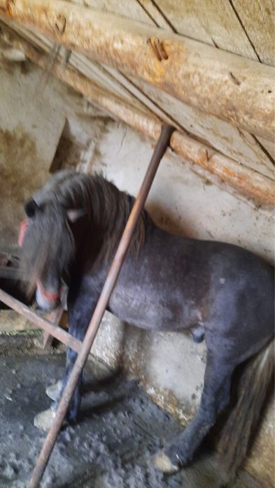 Vand harmasar de 3 ani