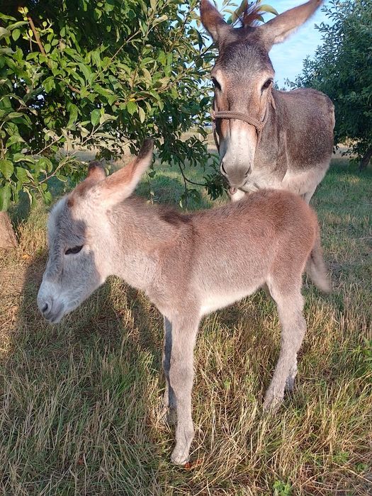 Продавам Магарешко мляко