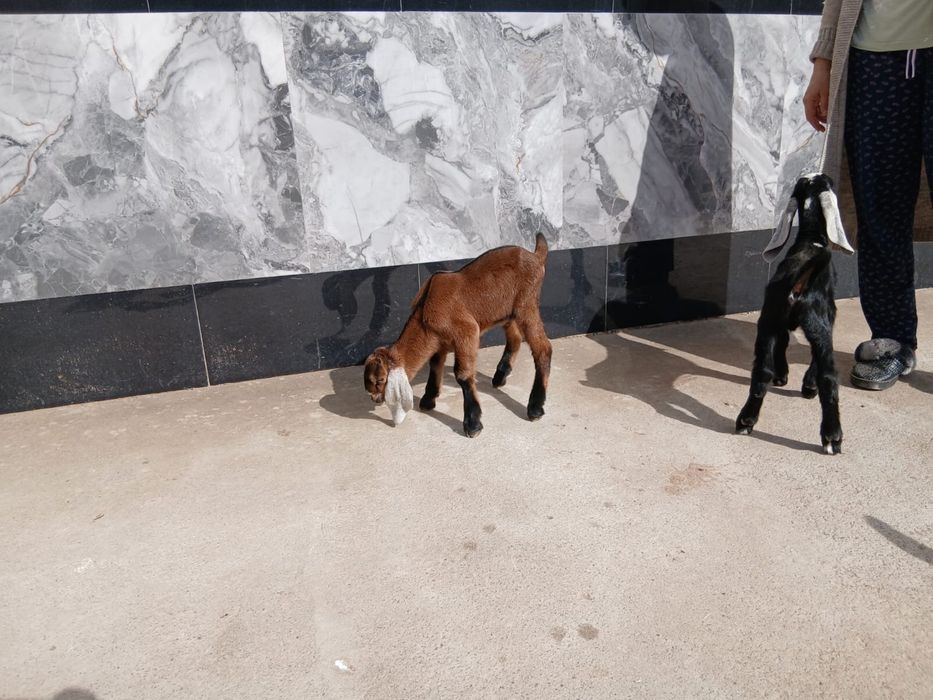 Козлята продаются