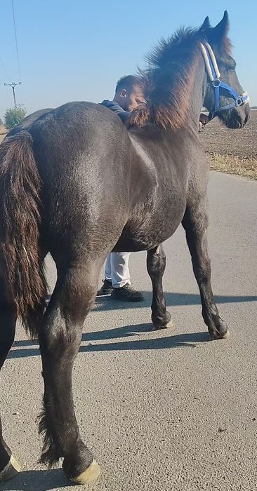Manz negru greu 7 luni/Tata peste 1000kg