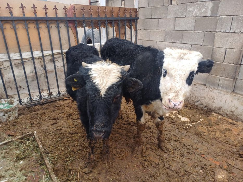 Баспак бар кызылорда