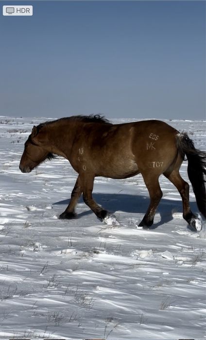 Мұғалжар МЗ жылқысы