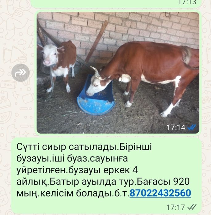 Корова с теленком