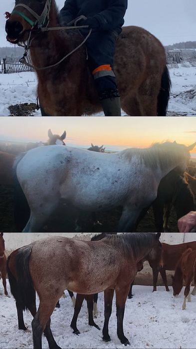 Продам лошадь жеребая, обучена