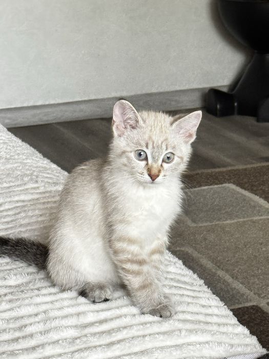 Отдам котенка (девочка) вместе с лотком