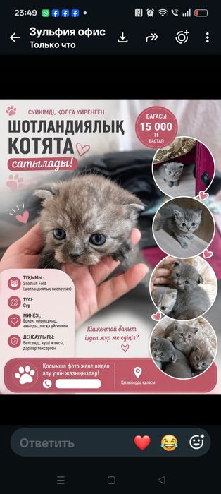 Котенки,красивые,игривые,1месяц,пьют молоко,едят все подряд,не прихотл