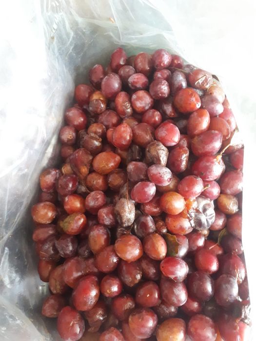 Vand prune pentru tuica