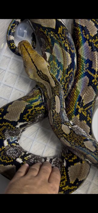 Сетчатый питон взрослая самка